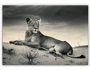 Dřevěný obraz Lioness