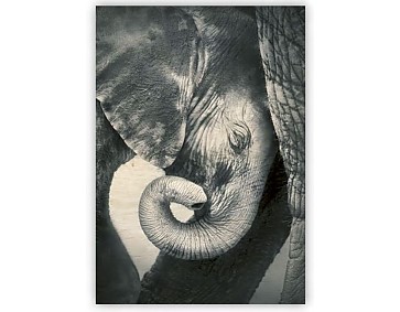Dřevěný obraz Little Elephant