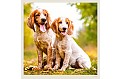 Kalendář Dogs