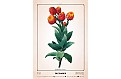 Nástěnný kalendář 2025 Kalendář Herbarium
