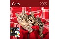 Nástěnný poznámkový kalendář 2025 Kalendář Cats
