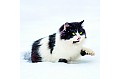 Kalendář Cats