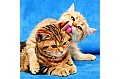 Kalendář Cats