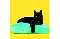 Kalendář Cats