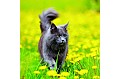 Kalendář Cats