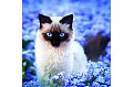 Kalendář Cats