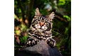 Kalendář Cats