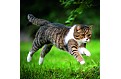 Kalendář Cats