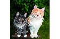Kalendář Cats