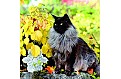 Kalendář Cats