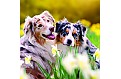 Kalendář Dogs