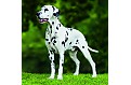 Kalendář Dogs