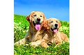 Kalendář Dogs