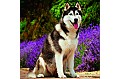 Kalendář Dogs