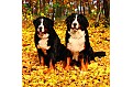 Kalendář Dogs