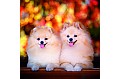 Kalendář Dogs