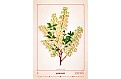 Kalendář Herbarium