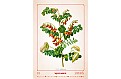 Kalendář Herbarium
