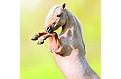Kalendář Horses