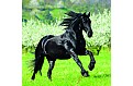 Kalendář Horses