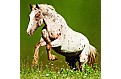 Kalendář Horses