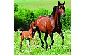 Kalendář Horses