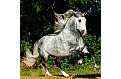 Kalendář Horses