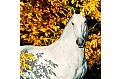 Kalendář Horses