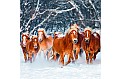Kalendář Horses