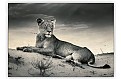 Dřevěný obraz Lioness