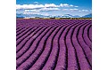 Kalendář Provence - vázanka
