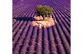 Kalendář Provence - vázanka