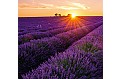 Kalendář Provence - vázanka