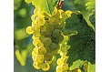 Víno - Wine nástěnný kalendář 2017