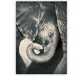 Dřevěný obraz Little Elephant